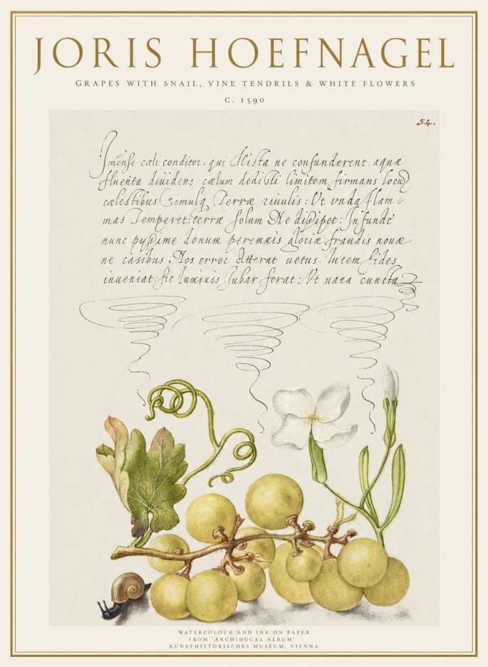 Joris Hoefnagel Grapes with Snail, Vine Tendrils & White Flowers No1 - Plakat