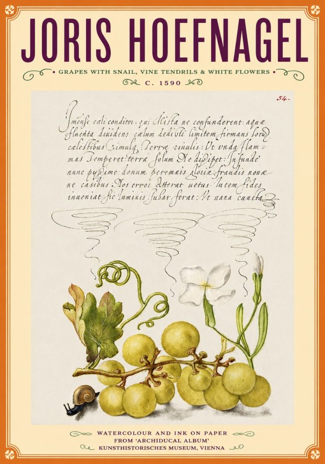 Joris Hoefnagel Grapes with Snail, Vine Tendrils & White Flowers No6 - Plakat