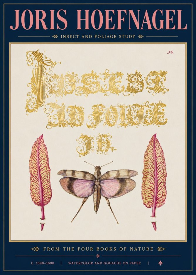 Joris Hoefnagel Insect and Foliage Study No5 - Plakat