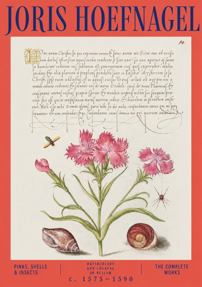 Joris Hoefnagel Pinks, Shells & Insects No3 - Plakat