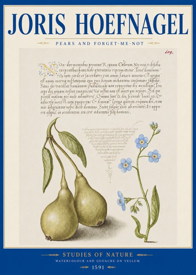 Joris Hoefnagel Pears and Forget-me-not No2 - Plakat