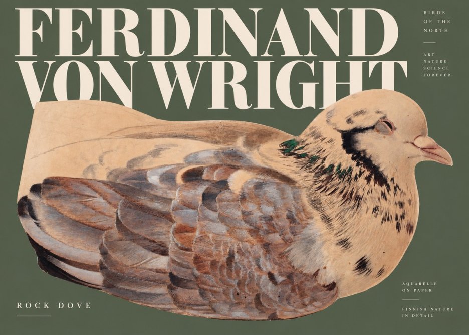 Ferdinand von Wright Turtle Dove Study No3 - Plakat