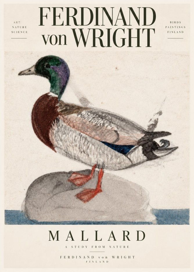 Ferdinand von Wright Mallard No3 - Plakat