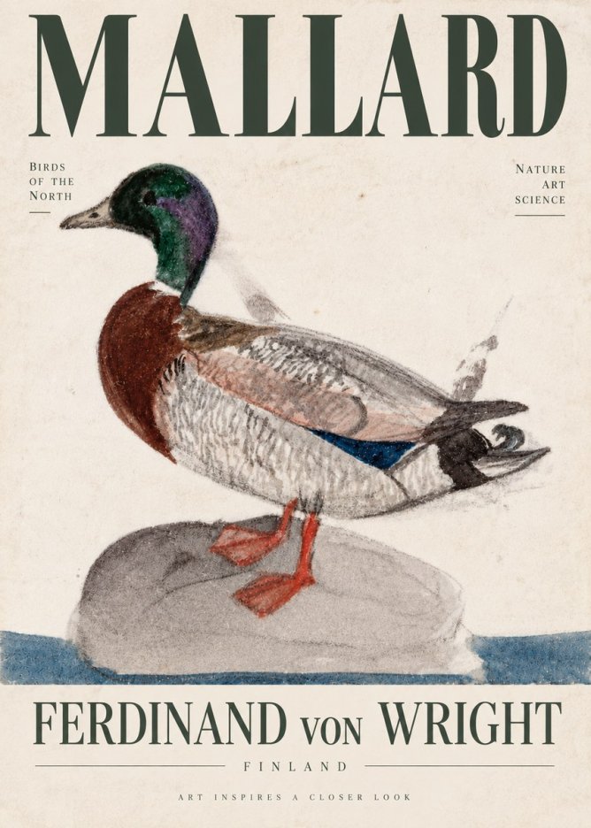 Ferdinand von Wright Mallard No4 - Plakat