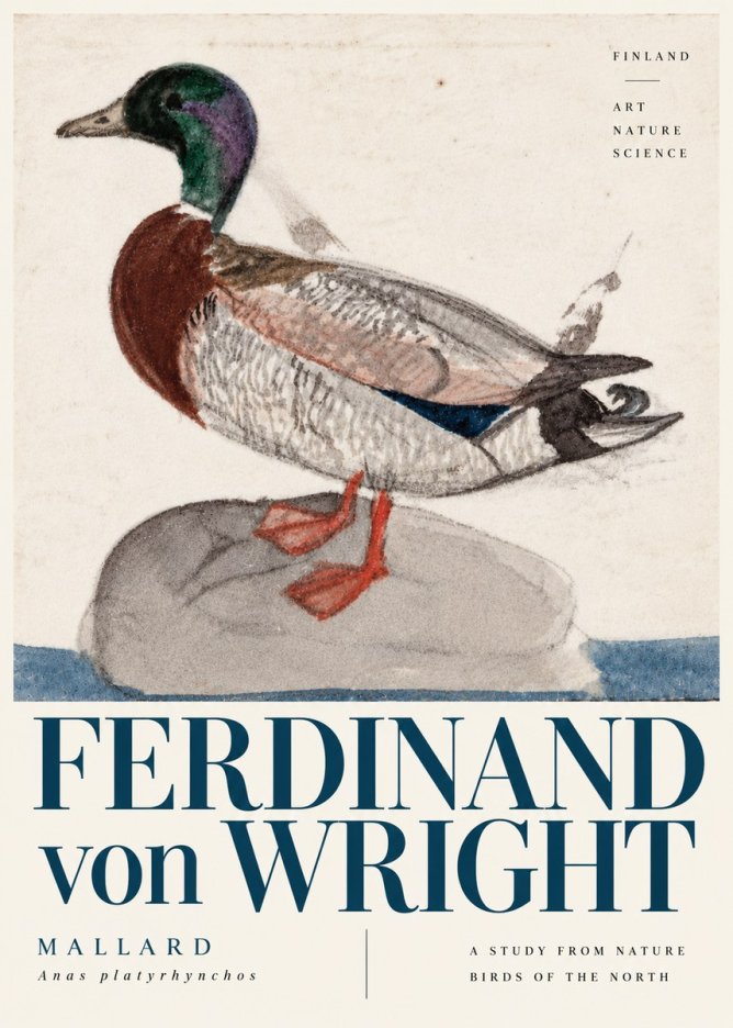 Ferdinand von Wright Mallard No6 - Plakat