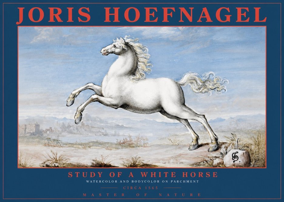 Joris Hoefnagel Study of a White Horse No2 - Plakat