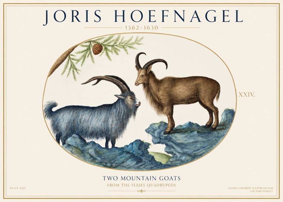 Joris Hoefnagel Two Mountain Goats from the Series Quadrupeds No1 - Plakat