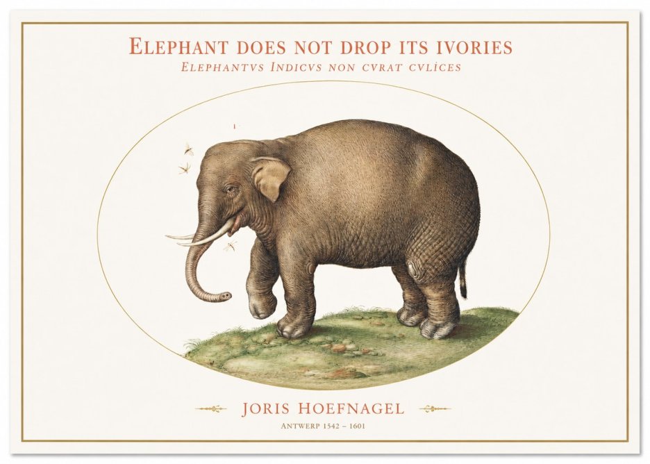 Joris Hoefnagel Elephant Does Not Drop Its Ivories No1 - Plakat