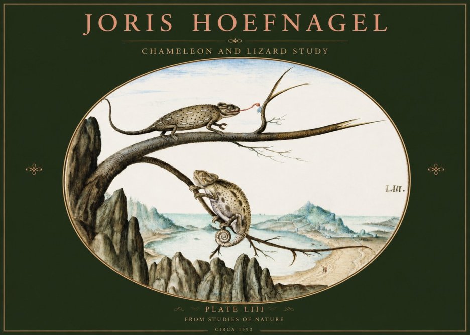 Joris Hoefnagel Chameleon and Lizard No3 - Plakat