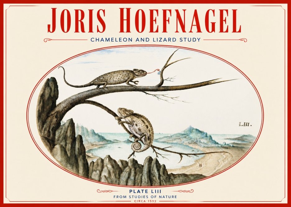 Joris Hoefnagel Chameleon and Lizard No4 - Plakat