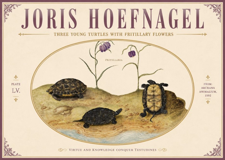 Joris Hoefnagel Three Young Turtles with Fritillary Flowers No5 - Plakat
