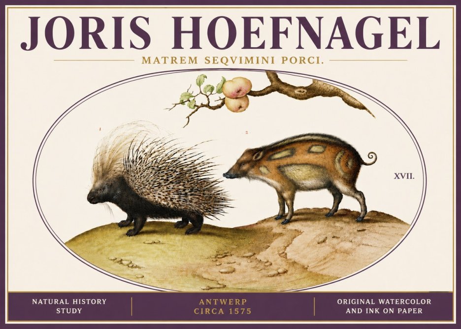Joris Hoefnagel Matrem Seqvimini Porci. No6 - Plakat