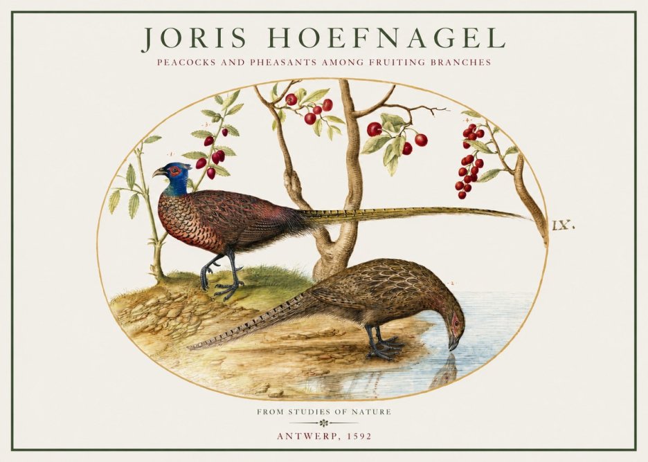 Joris Hoefnagel Peacocks and Pheasants Among Fruiting Branches No1 - Plakat