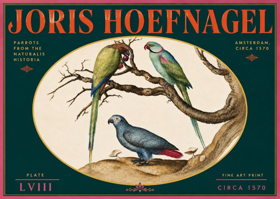 Joris Hoefnagel Parrots from the Naturalis Historia No5 - Plakat