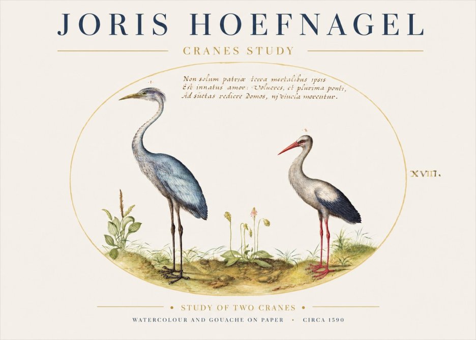 Joris Hoefnagel Study of Two Cranes No1 - Plakat