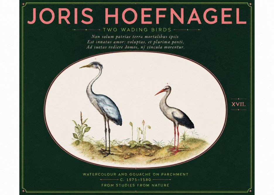 Joris Hoefnagel Study of Two Cranes No6 - Plakat