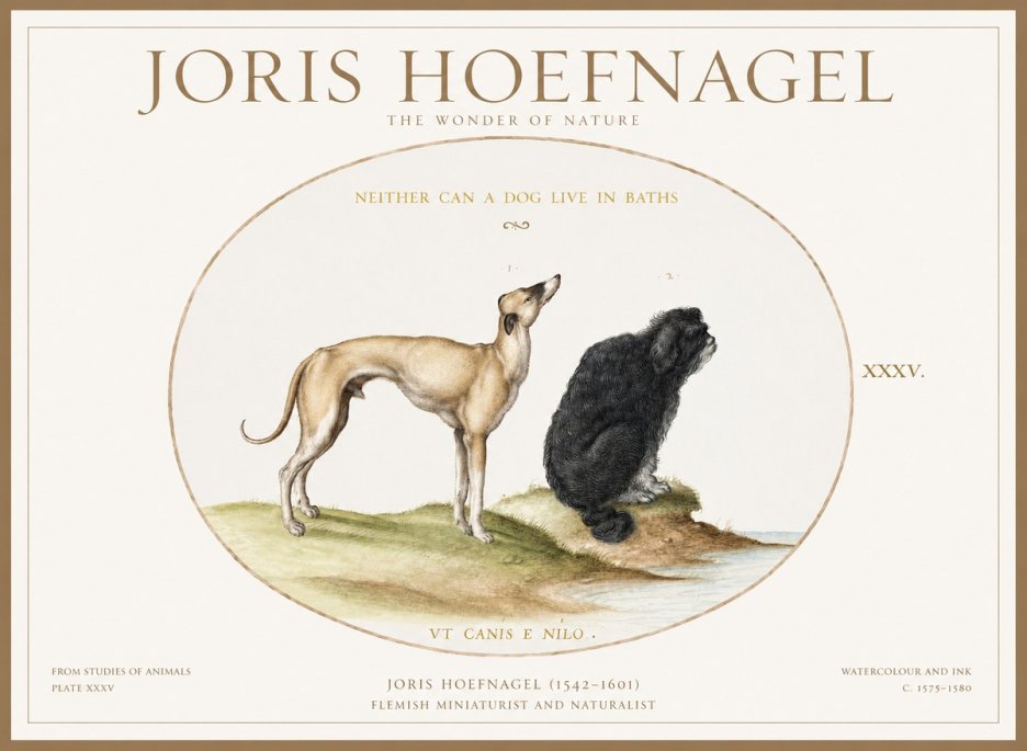 Joris Hoefnagel Neither Can a Dog Live in Baths No1 - Plakat