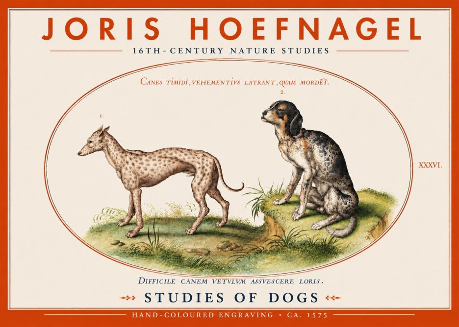 Joris Hoefnagel Studies of Dogs No4 - Plakat
