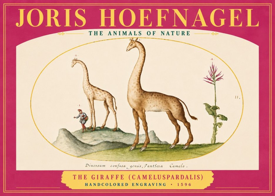 Joris Hoefnagel The Giraffe (Cameluspardalis) No4 - Plakat