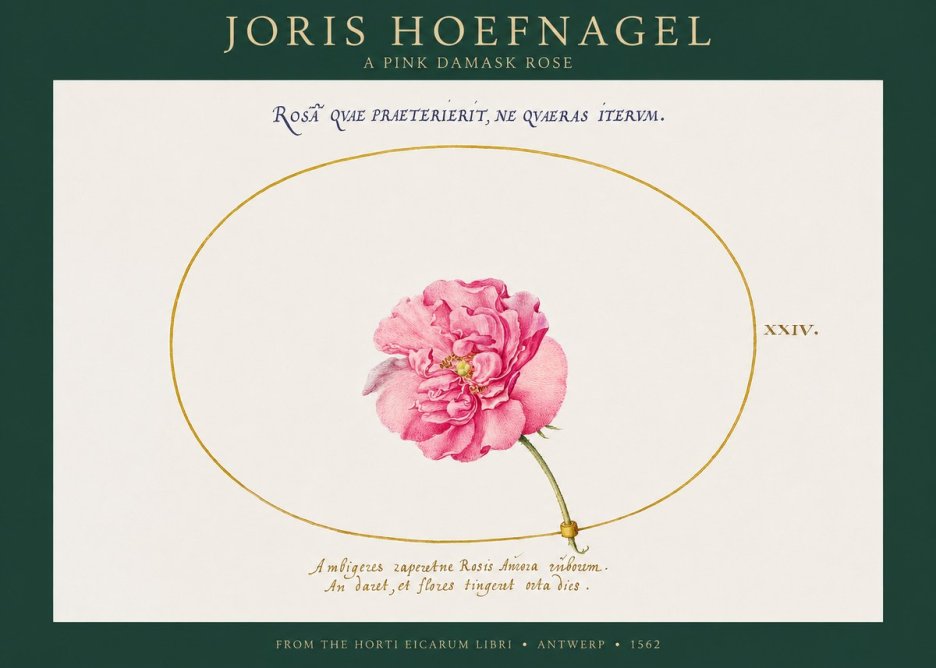 Joris Hoefnagel A Pink Damask Rose No1 - Plakat