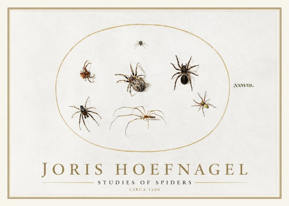 Joris Hoefnagel Studies of Spiders I No1 - Plakat