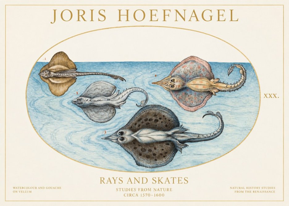 Joris Hoefnagel Rays and Skates No1 - Plakat