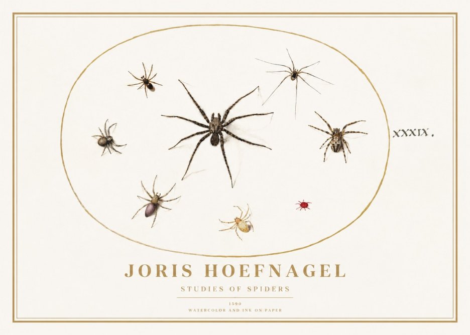 Joris Hoefnagel Studies of Spiders II No1 - Plakat