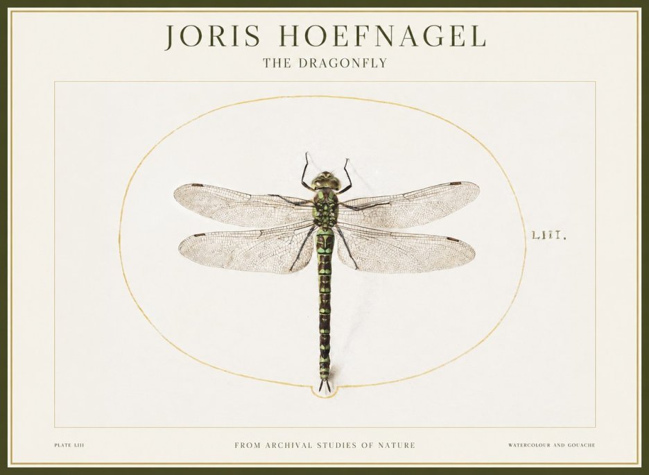 Joris Hoefnagel The Dragonfly No1 - Plakat
