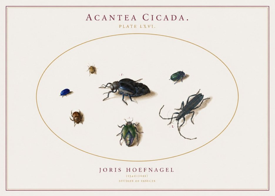 Joris Hoefnagel Acanthia Cicada No3 - Plakat