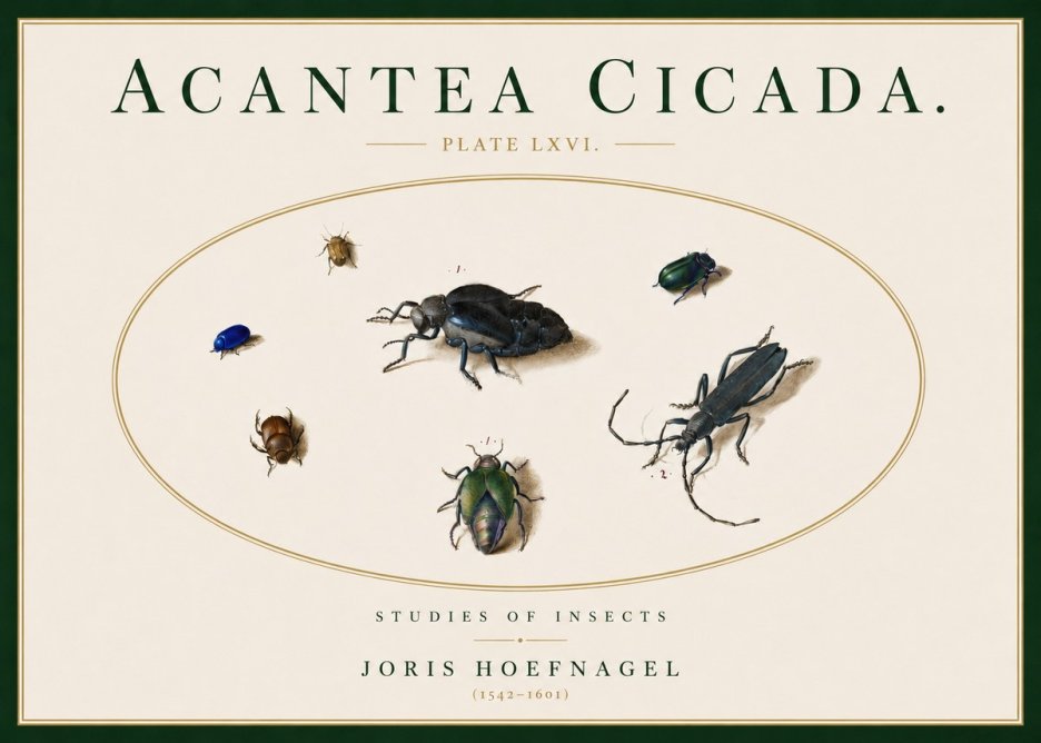 Joris Hoefnagel Acanthia Cicada No5 - Plakat