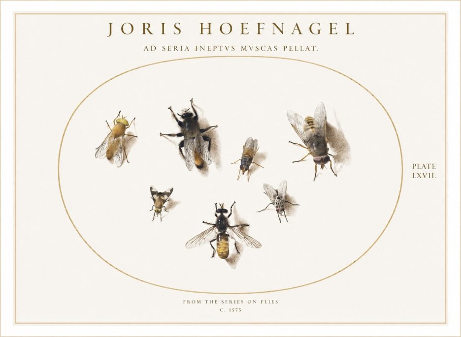 Joris Hoefnagel From the Series on Flies - Plate Lxvii. No1 - Plakat