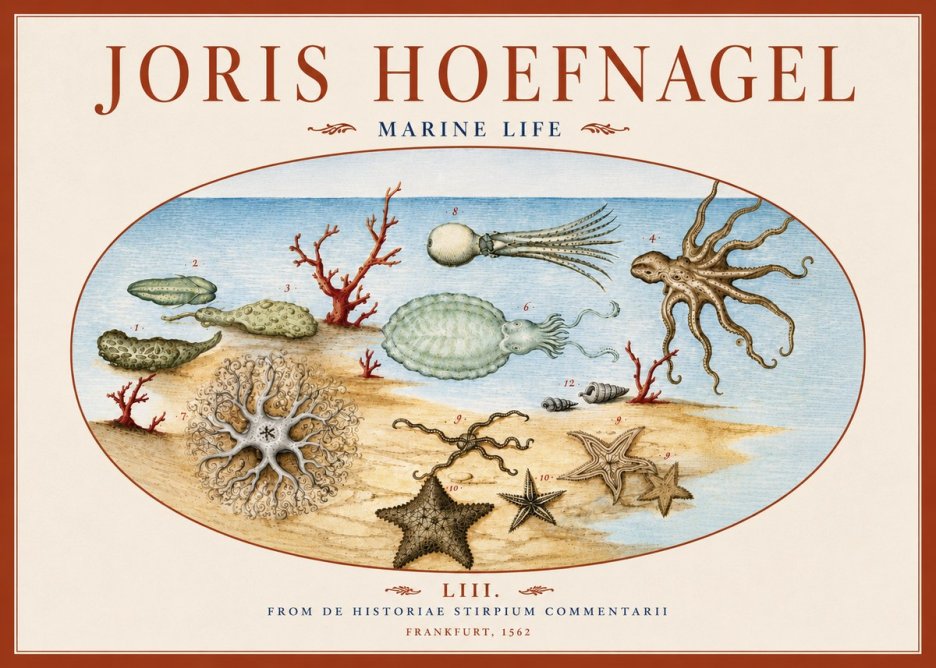 Joris Hoefnagel Marine Life No6 - Plakat