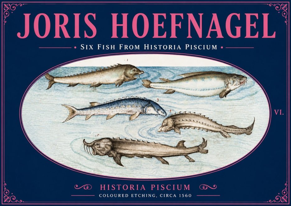 Joris Hoefnagel Fishes of Northern Waters No6 - Plakat