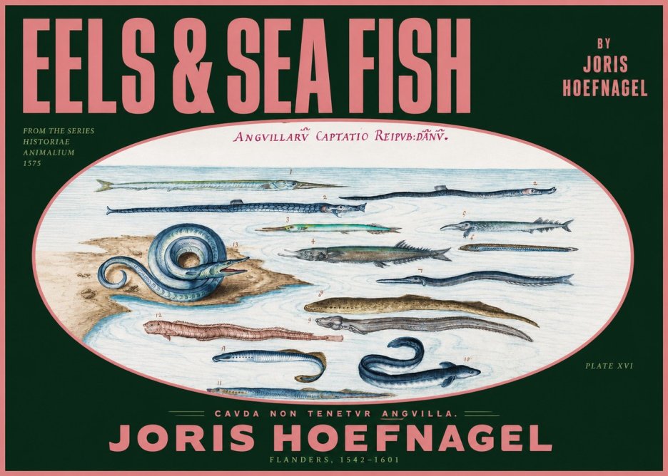 Joris Hoefnagel Eels and Sea Fish No2 - Plakat