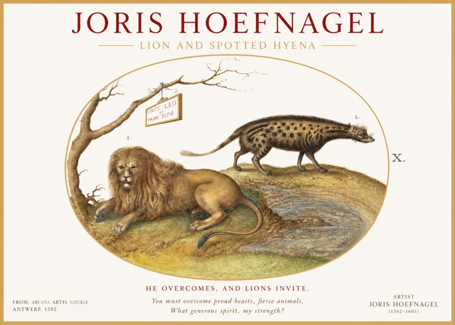 Joris Hoefnagel Lion and Spotted Hyena No1 - Plakat