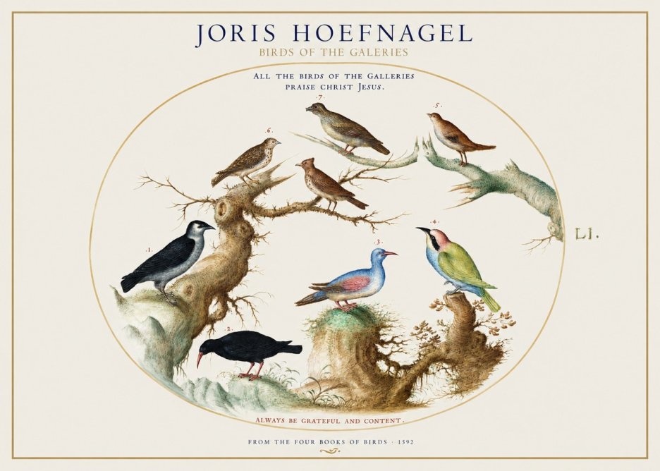 Joris Hoefnagel Birds of the Galeries No1 - Plakat