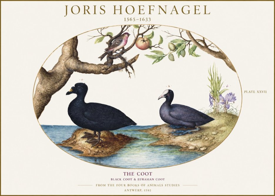 Joris Hoefnagel The Coot No1 - Plakat