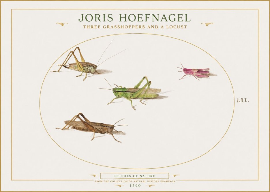 Joris Hoefnagel Three Grasshoppers and a Locust No1 - Plakat