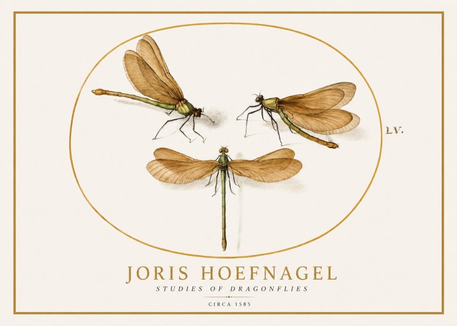 Joris Hoefnagel Studies of Dragonflies No1 - Plakat
