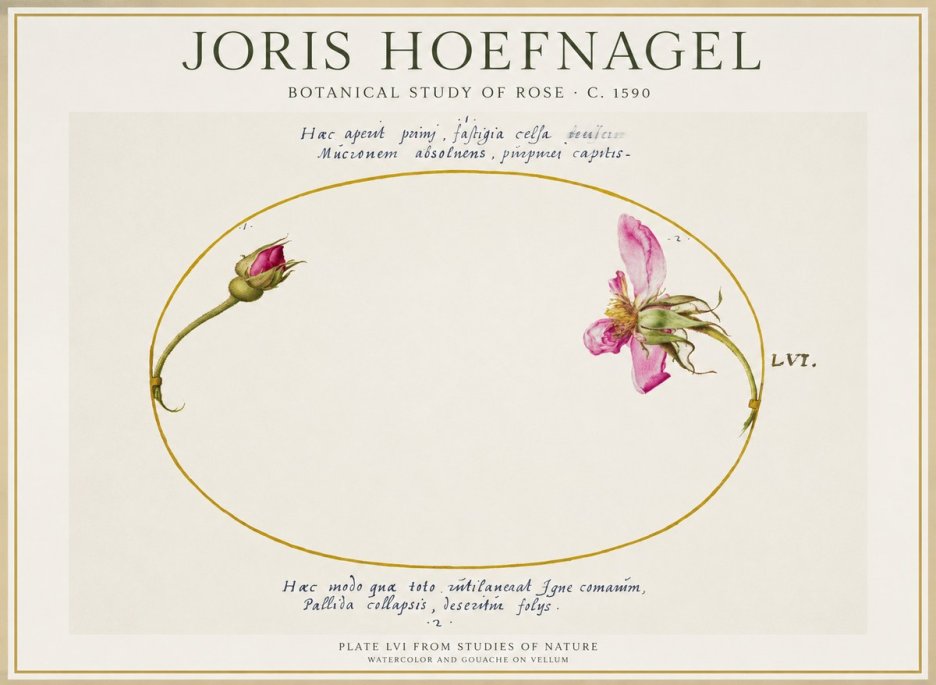 Joris Hoefnagel Botanical Study of Rose No1 - Plakat