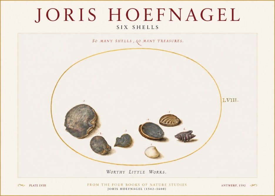 Joris Hoefnagel Six Shells No1 - Plakat