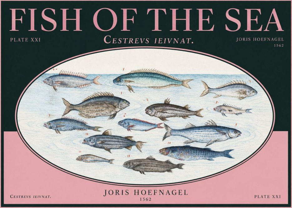 Joris Hoefnagel Fish of the Sea - Cestrevs Ieivnat. Plate Xxi No2 - Plakat