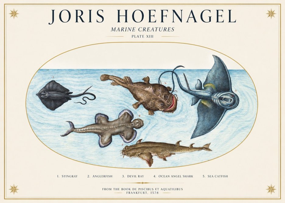 Joris Hoefnagel Marine Creatures Plate Xiii No1 - Plakat