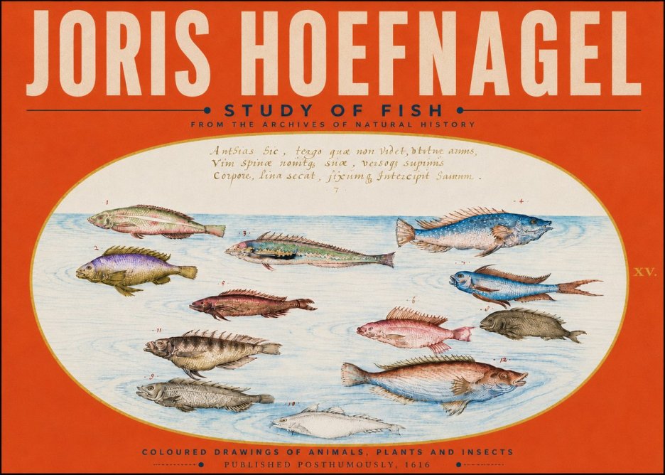 Joris Hoefnagel Study of Fish No5 - Plakat