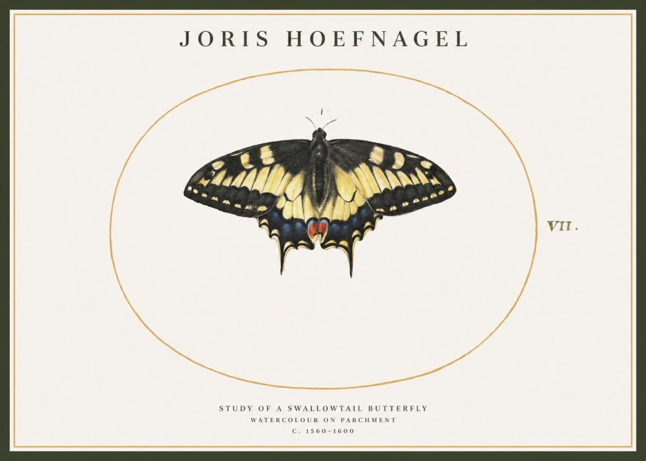 Joris Hoefnagel Study of a Swallowtail Butterfly No1 - Plakat