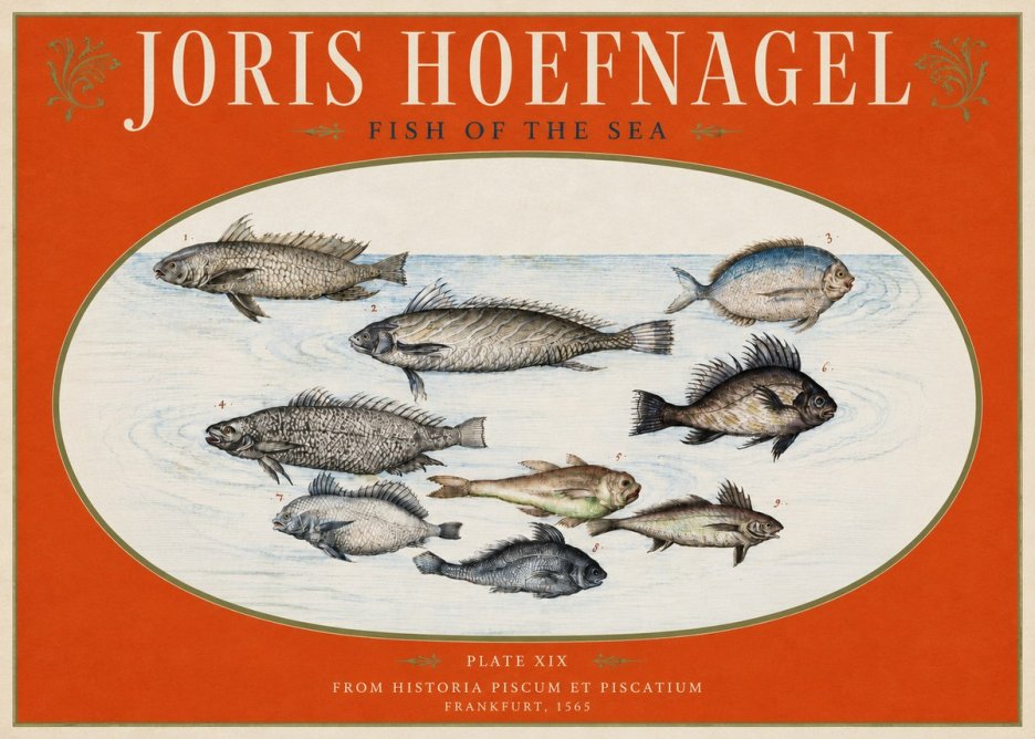 Joris Hoefnagel Fish of the Sea No3 - Plakat