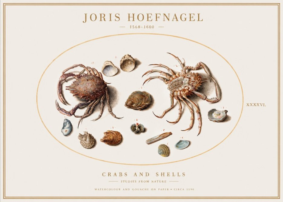 Joris Hoefnagel Crabs and Shells - Studies from Nature No1 - Plakat