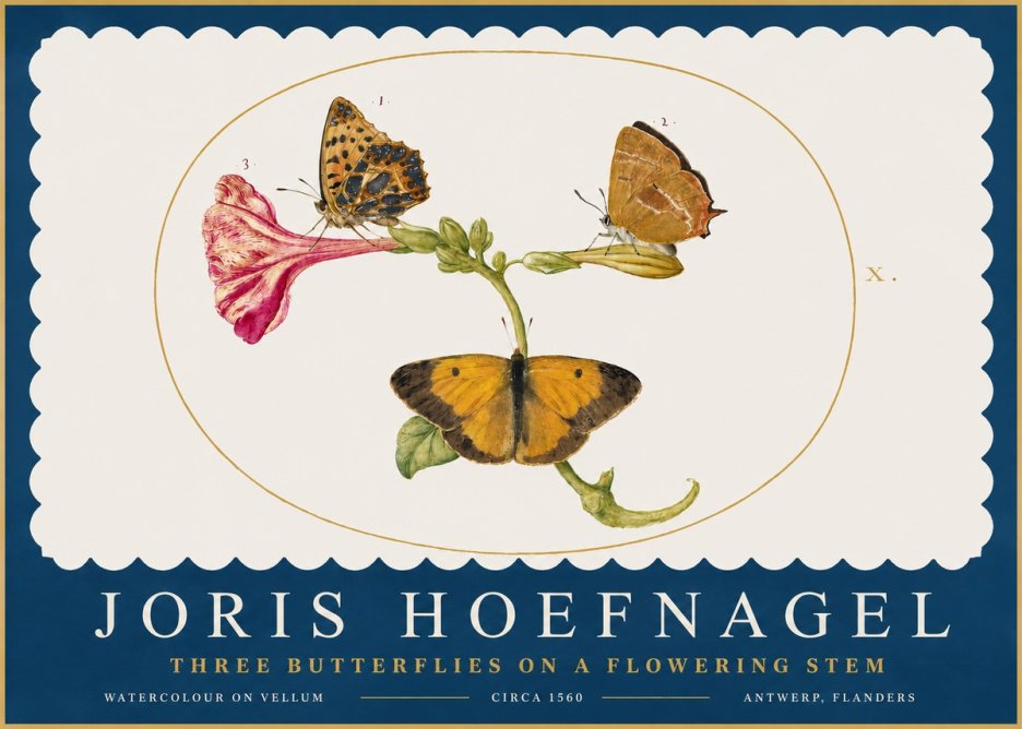 Joris Hoefnagel Three Butterflies on a Flowering Stem No2 - Plakat