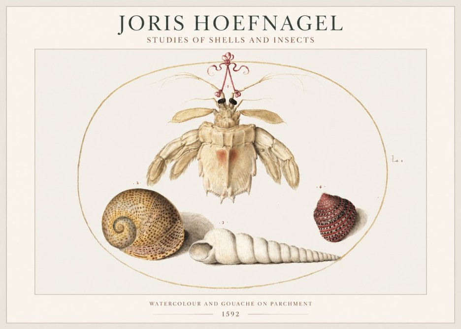 Joris Hoefnagel Studies of Shells and Insects No1 - Plakat