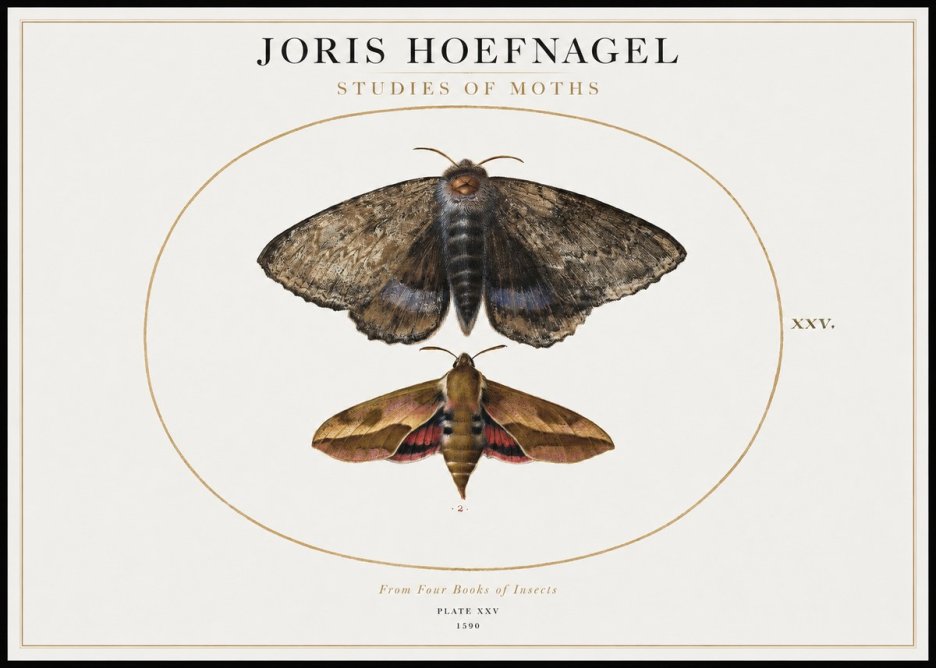 Joris Hoefnagel Studies of Moths I No1 - Plakat